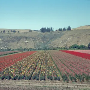 Lompoc flower fields