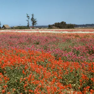 Lompoc flower fields