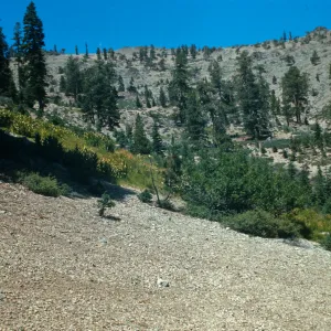 South Yolla Bolly Mountain Road End