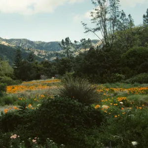 Artist in Garden