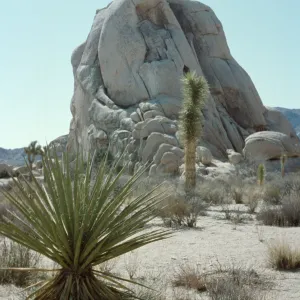 Upright rock, yucca, Joshua Tree National Monument