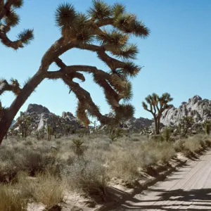 Desert road, Joshua Tree National Monument