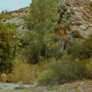 Cottonwood Springs, Joshua Tree National Monument
