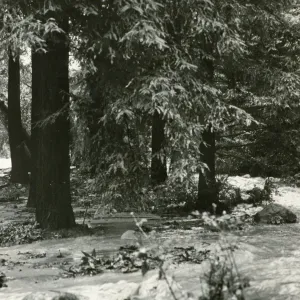 Mission Creek: As debris backed up behind Mission Dam, the Redwood Section was flooded during the storms of Spring 1969