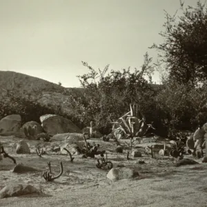 duplicate of SBBG_PR_02513, new planting in Desert Section, 1938