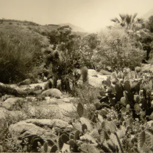 SBBG desert section