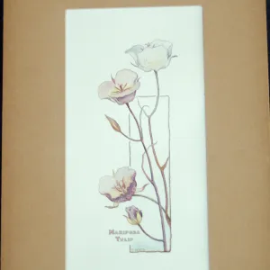 Mariposa Tulip plate
