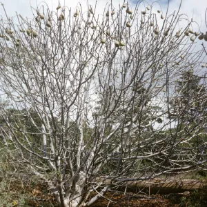 Aesculus californica