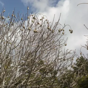 Aesculus californica