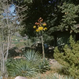 Agave shawii inflorescence