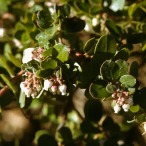 Arctostaphylos (Manzanita) flowers