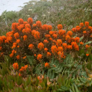 red Castilleja, Monterey Coast
