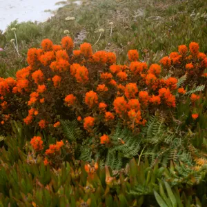 red Castilleja, Monterey Coast