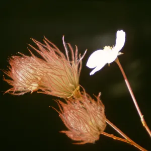 Fallugia paradoxa