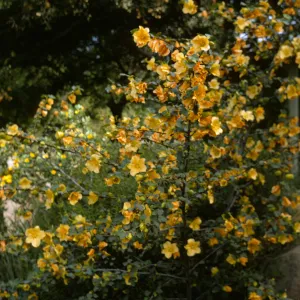 Fremontia 'California Glory' in flower