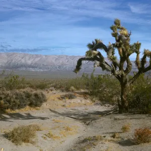 Yucca brevifolia, Joshua Tree, Mojave Desert