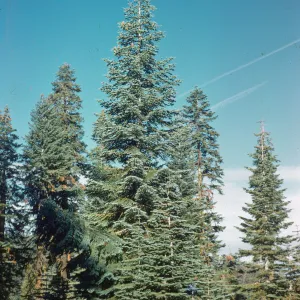 Abies concolor