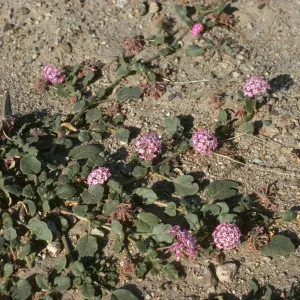 Abronia