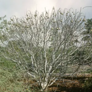 Aesculus californica