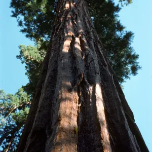 Sequoiadendron giganteum, California big tree