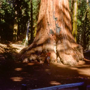 Sequoiadendron