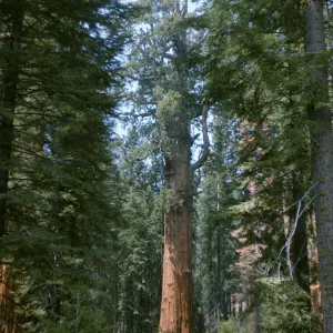 Grizzly Giant Sequoiadendron giganteum