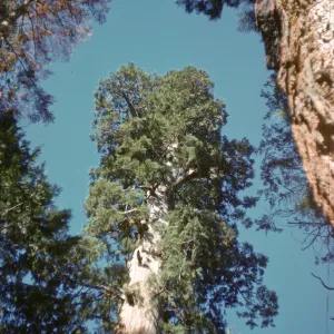 Camp Nelson, Big Trees