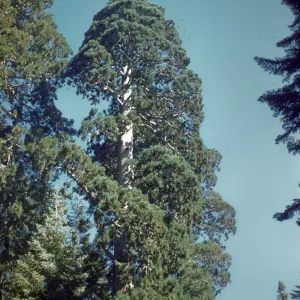 Giant sequoia