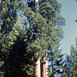 Giant sequoia