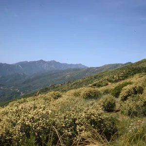 Ceanothus crassifolius