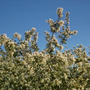Ceanothus megacarpus