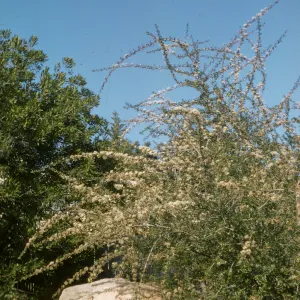 Ceanothus megacarpus var. pendula