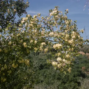 Clematis lasiantha