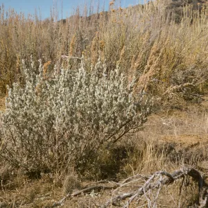 Artemisia tridentata, Sespe