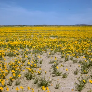Coreopsis