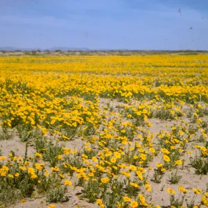 Coreopsis
