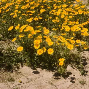 Coreopsis