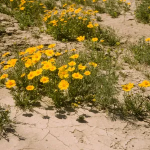 Coreopsis