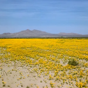 Coreopsis