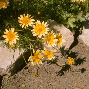 Coreopsis maritima