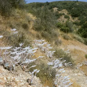 Dudlea (liveforevers)