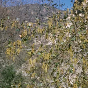 Alnus rhombifolia, Sespe