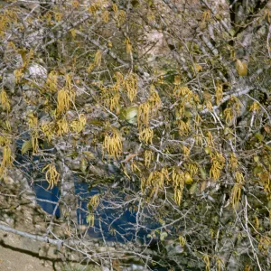 Alnus rhombifolia, Sespe