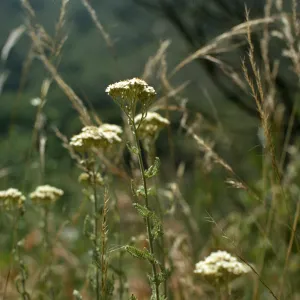 Achillea borealis subsp. californica