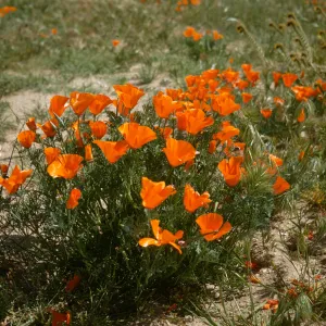 Eschscholzia californica, Gorman