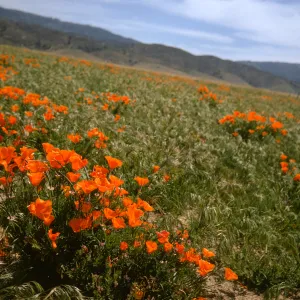 Eschscholzia californica (California Poppy), Gorman 