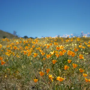 Eschscholzia californica