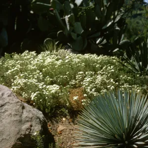Gilia nuttallii