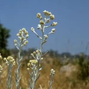 Gnaphalium microcephalum