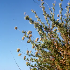 Eriogonum fasciculatum, San Marcos Pass Road